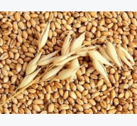 Thị trường nguyên liệu - Lúa mì giảm