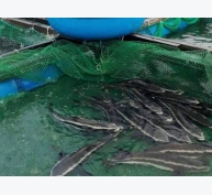 Nông dân Lý Sơn thu nhập khá nhờ mô hình nuôi cá bớp