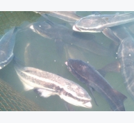 Giải pháp nuôi cá lồng bè mùa nắng nóng