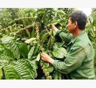 Ure sinh học lần đầu có ở Việt Nam - Giải pháp cho nông nghiệp bền vững