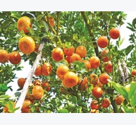 Chăm sóc vườn cây ăn trái đón vụ Tết 2020