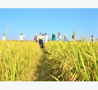 Cơ giới hóa tăng 48% lợi nhuận sản xuất lúa