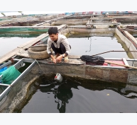 Làm giàu từ nuôi cá lồng trên hồ Na Hang tại Tuyên Quang