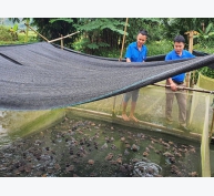 Thu 200 triệu đồng mỗi năm từ nuôi ếch và cá tại Hà Giang