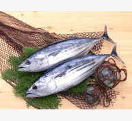 Giá cá ngừ, giá tôm hùm tại Phú Yên 09-01-2020