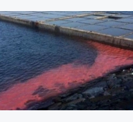 Phát triển phương pháp cảnh báo sớm tảo độc nở hoa