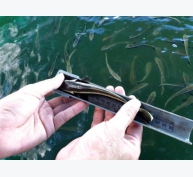 Lợi nhuận từ nuôi cá giò trên biển tại Khánh Hòa