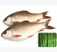 Ethanol từ cây tre giúp cá chống lại mầm bệnh