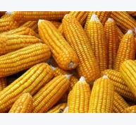Thị trường nguyên liệu - Ngô và lúa mì giảm giá