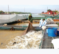 Khai phá tiềm năng nuôi cá lồng trên sông