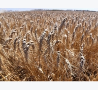 Xuất khẩu lúa mì của Úc sang Trung Quốc cao kỷ lục
