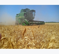 Nhu cầu lúa mì sẽ tăng mạnh trong năm 2021?