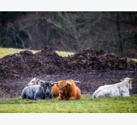 Giống bò xanh độc nhất vô nhị của Latvia thoát nạn tuyệt chủng