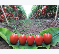 Giống cà chua Ansal, sự lựa chọn cho sản xuất hàng hóa
