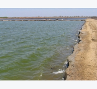 Chất rắn hòa tan và chất rắn lơ lửng trong hệ thống nuôi trồng thủy sản