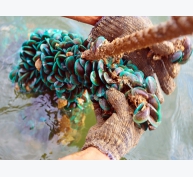 Vẹm xanh - Gia tài bạc tỷ mẹ thiên nhiên ban tặng bãi bồi ven biển