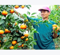 Bón cho cây ăn trái ở ĐBSCL hiệu quả khi giá phân bón tăng cao