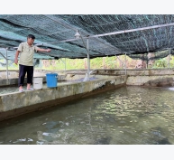 Cá tầm bén duyên huyện nghèo miền núi Quảng Ngãi