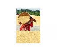 Đề Xuất Mua Tạm Trữ Để “Cứu” Giá Lúa