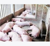 Dịch Lợn Tai Xanh Tái Phát Và Nguy Cơ Lan Rộng Rất Cao Ở Quảng Nam