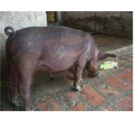 Đầu Xuân Ngắm Đàn Lợn Ngũ Sắc Kỳ Lạ Ở Hà Nội