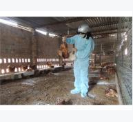 600 Con Gà Mắc Dịch Cúm Gia Cầm H5N1 Ở Kon Tum