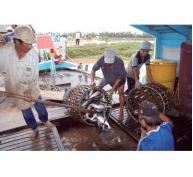 Ngành Cá Tra Việt Nam Ứng Phó Với Farm Bill Của Mỹ