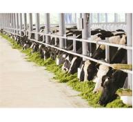 Vinamilk Nhập Khẩu 5.000 Con Bò Sữa Cao Sản Mang Thai Từ Úc Và Mỹ
