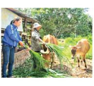 Nhóm Thanh Niên Cùng Sở Thích Chăn Nuôi Bò Ở Đắk D'Rô