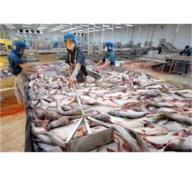 Sản Lượng Cá Tra Ước Đạt 24.000 Tấn Trong Tháng 1