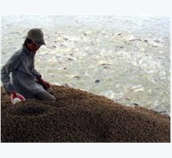 Xí Nghiệp Thức Ăn Chăn Nuôi Thủy Sản Afiex Đạt Doanh Số Gần 1.000 Tỷ Đồng