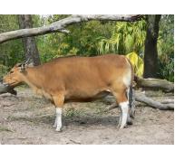 Bệnh sán lá gan ở bò