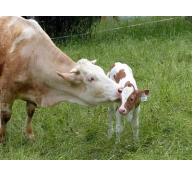 Bệnh viêm tử cung ở bò cái