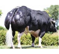 Bò lai F1 BBB - Giống bò mới cho hiệu quả kinh tế cao