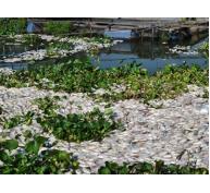 Hơn 1.000 tấn cá chết trên sông ở Đồng Tháp, An Giang