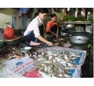 Đặc sản cá mòi đang bị suy giảm nghiêm trọng