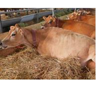 Cách xác định bò động dục và thời điểm phối giống thích hợp cho bò cái