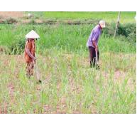 Nông dân Tây Thuận sản xuất nông nghiệp hàng hóa