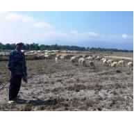 Bí quyết giúp đàn cừu béo tốt vào mùa nắng hạn