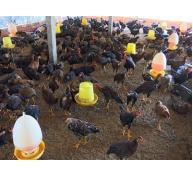 Phụng Hiệp (Hậu Giang) giá gà thịt tăng 10.000-15.000 đồng/kg