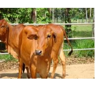 Kỹ thuật nuôi bò sinh sản và bê lai