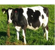 Làm thế nào để nâng cao năng suất sinh sản của bò sữa