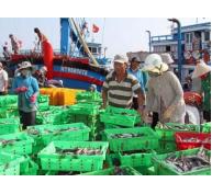 Ngư dân Ninh Thuận trúng mùa cá nục