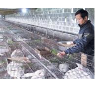 Sơn Động (Bắc Giang) liên kết nuôi thỏ dược liệu