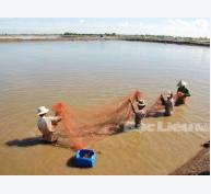 Huyện Đông Hải (Bạc Liêu) tập trung phát triển thế mạnh nuôi trồng thủy sản