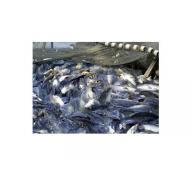 Sản xuất cá tra tháng 1/2016 vẫn chưa có dấu hiệu tích cực