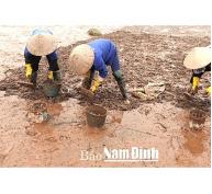 Nam Định phát triển nuôi ngao bền vững tại Vườn quốc gia Xuân Thủy