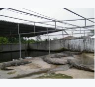 Người từ chối bán 50.000 cá sấu cho Trung Quốc