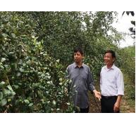 Vua làm vườn Thái Nguyên thu tiền tỷ từ táo