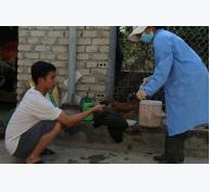 Nghệ An: Tập trung, bao vây, dập dịch cúm A H5N1